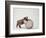 Bulldog Puppy Playing with Metal Sphere-Larry Williams-Framed Photographic Print