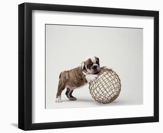 Bulldog Puppy Playing with Metal Sphere-Larry Williams-Framed Photographic Print