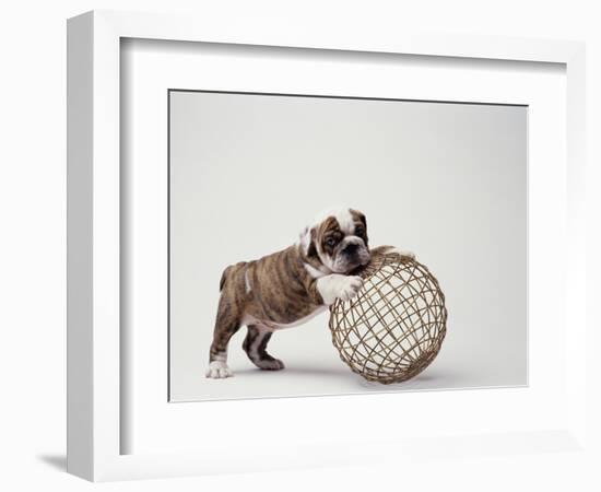 Bulldog Puppy Playing with Metal Sphere-Larry Williams-Framed Photographic Print