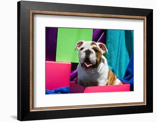 Bulldog Puppy Sitting in Colorful Box-Zandria Muench Beraldo-Framed Photographic Print