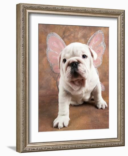 Bulldog Puppy Wearing Angel Wings-Peter M. Fisher-Framed Photographic Print