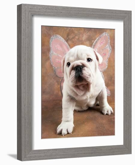 Bulldog Puppy Wearing Angel Wings-Peter M. Fisher-Framed Photographic Print