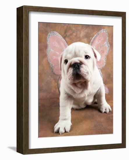 Bulldog Puppy Wearing Angel Wings-Peter M. Fisher-Framed Photographic Print