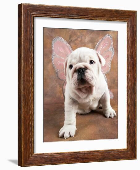 Bulldog Puppy Wearing Angel Wings-Peter M. Fisher-Framed Photographic Print