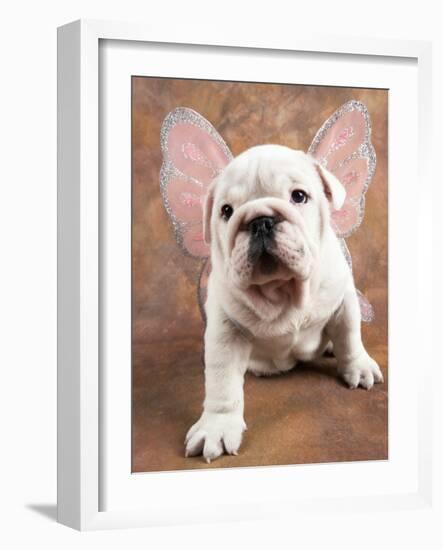 Bulldog Puppy Wearing Angel Wings-Peter M. Fisher-Framed Photographic Print