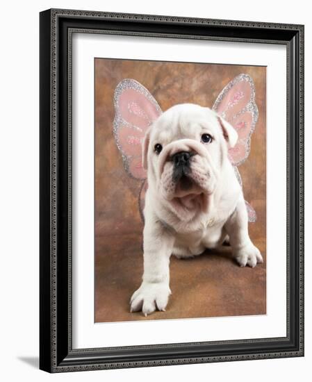 Bulldog Puppy Wearing Angel Wings-Peter M. Fisher-Framed Photographic Print