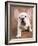 Bulldog Puppy Wearing Angel Wings-Peter M. Fisher-Framed Photographic Print