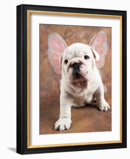 Bulldog Puppy Wearing Angel Wings-Peter M. Fisher-Framed Photographic Print