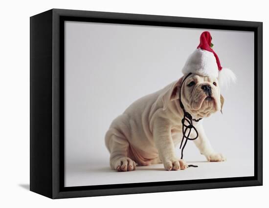 Bulldog Puppy Wearing Santa Hat-Jim Craigmyle-Framed Premier Image Canvas