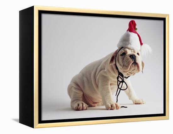 Bulldog Puppy Wearing Santa Hat-Jim Craigmyle-Framed Premier Image Canvas