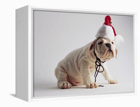 Bulldog Puppy Wearing Santa Hat-Jim Craigmyle-Framed Premier Image Canvas