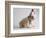 Bulldog Puppy Wearing Santa Hat-Jim Craigmyle-Framed Photographic Print