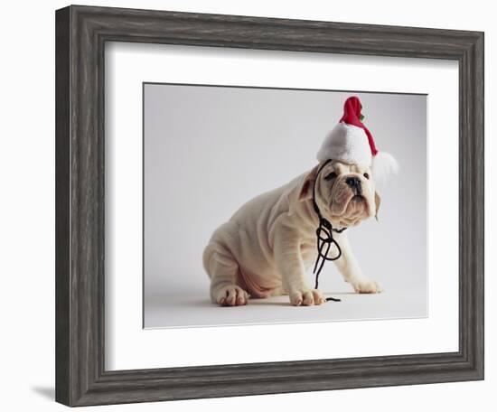 Bulldog Puppy Wearing Santa Hat-Jim Craigmyle-Framed Photographic Print