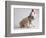 Bulldog Puppy Wearing Santa Hat-Jim Craigmyle-Framed Photographic Print