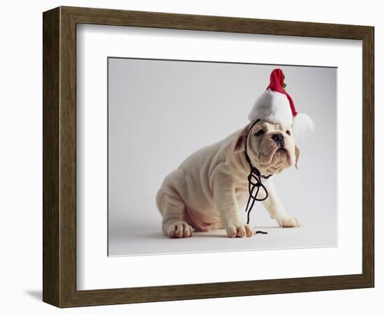 Bulldog Puppy Wearing Santa Hat-Jim Craigmyle-Framed Photographic Print