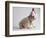 Bulldog Puppy Wearing Santa Hat-Jim Craigmyle-Framed Photographic Print