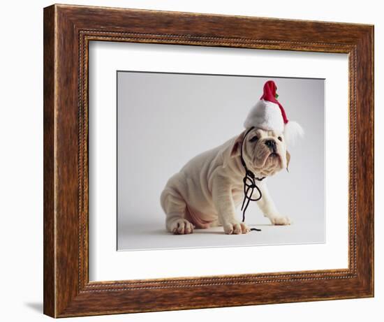 Bulldog Puppy Wearing Santa Hat-Jim Craigmyle-Framed Photographic Print