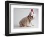 Bulldog Puppy Wearing Santa Hat-Jim Craigmyle-Framed Photographic Print