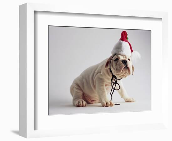 Bulldog Puppy Wearing Santa Hat-Jim Craigmyle-Framed Photographic Print