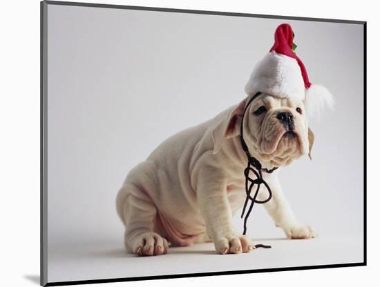 Bulldog Puppy Wearing Santa Hat-Jim Craigmyle-Mounted Photographic Print