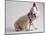 Bulldog Puppy Wearing Santa Hat-Jim Craigmyle-Mounted Photographic Print