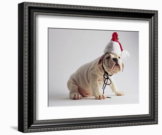 Bulldog Puppy Wearing Santa Hat-Jim Craigmyle-Framed Photographic Print