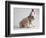 Bulldog Puppy Wearing Santa Hat-Jim Craigmyle-Framed Photographic Print