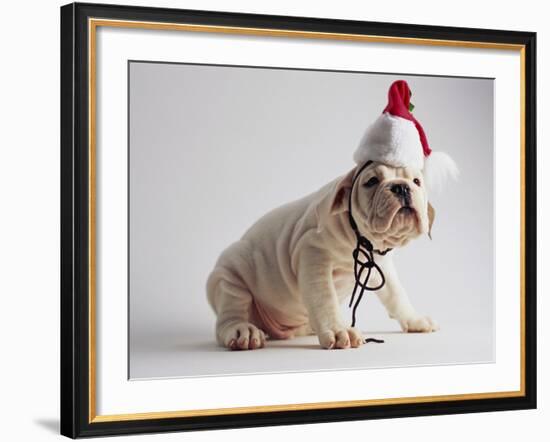 Bulldog Puppy Wearing Santa Hat-Jim Craigmyle-Framed Photographic Print