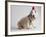 Bulldog Puppy Wearing Santa Hat-Jim Craigmyle-Framed Photographic Print