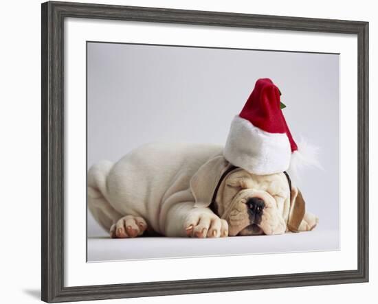 Bulldog Puppy Wearing Santa Hat-Jim Craigmyle-Framed Photographic Print