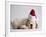 Bulldog Puppy Wearing Santa Hat-Jim Craigmyle-Framed Photographic Print