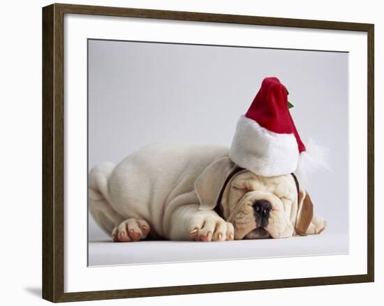 Bulldog Puppy Wearing Santa Hat-Jim Craigmyle-Framed Photographic Print