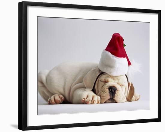 Bulldog Puppy Wearing Santa Hat-Jim Craigmyle-Framed Photographic Print