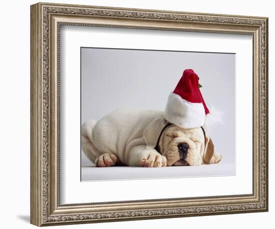 Bulldog Puppy Wearing Santa Hat-Jim Craigmyle-Framed Photographic Print