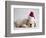 Bulldog Puppy Wearing Santa Hat-Jim Craigmyle-Framed Photographic Print