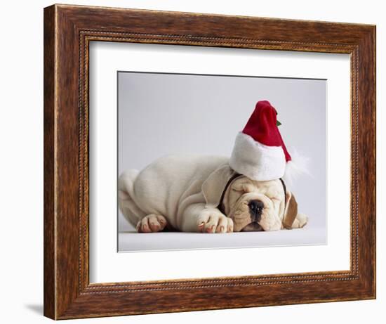 Bulldog Puppy Wearing Santa Hat-Jim Craigmyle-Framed Photographic Print