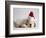 Bulldog Puppy Wearing Santa Hat-Jim Craigmyle-Framed Photographic Print