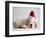 Bulldog Puppy Wearing Santa Hat-Jim Craigmyle-Framed Photographic Print