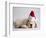 Bulldog Puppy Wearing Santa Hat-Jim Craigmyle-Framed Photographic Print