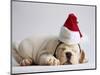 Bulldog Puppy Wearing Santa Hat-Jim Craigmyle-Mounted Photographic Print