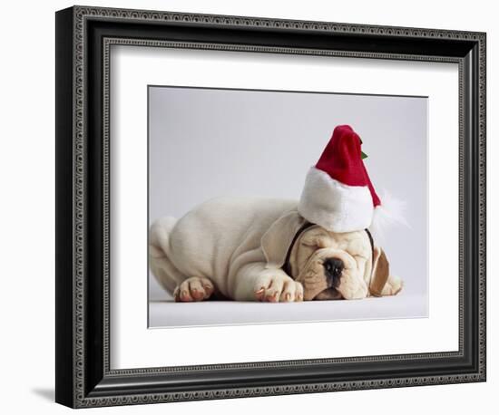 Bulldog Puppy Wearing Santa Hat-Jim Craigmyle-Framed Photographic Print