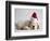 Bulldog Puppy Wearing Santa Hat-Jim Craigmyle-Framed Photographic Print