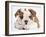 Bulldog Puppy With Chin On Paws, Against White Background-Mark Taylor-Framed Photographic Print