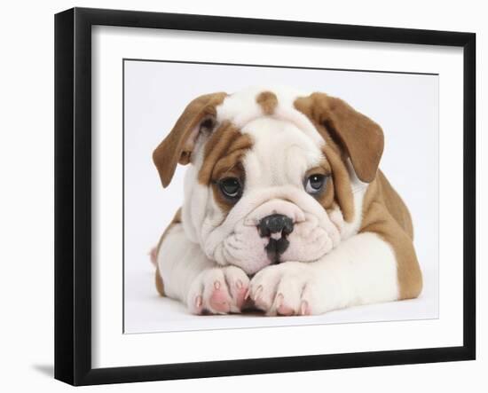 Bulldog Puppy With Chin On Paws, Against White Background-Mark Taylor-Framed Photographic Print