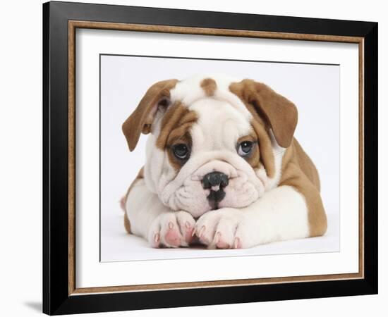 Bulldog Puppy With Chin On Paws, Against White Background-Mark Taylor-Framed Photographic Print