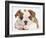 Bulldog Puppy With Chin On Paws, Against White Background-Mark Taylor-Framed Photographic Print