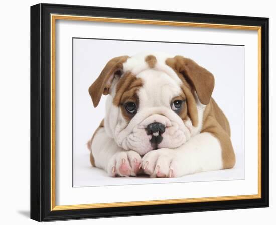 Bulldog Puppy With Chin On Paws, Against White Background-Mark Taylor-Framed Photographic Print