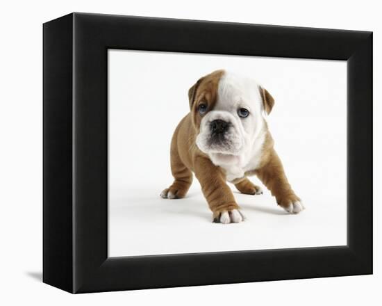 Bulldog Puppy-Peter M. Fisher-Framed Premier Image Canvas