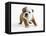 Bulldog Puppy-Peter M. Fisher-Framed Premier Image Canvas
