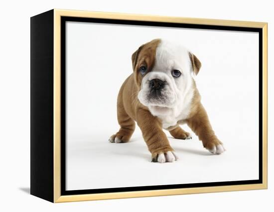 Bulldog Puppy-Peter M. Fisher-Framed Premier Image Canvas